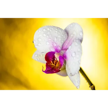 White Orchid Flower